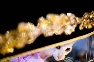 Illustration for article titled Meet Cats With Attitude At Meet The Breeds